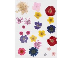 CC Gedroogde Bloemen en Bladeren 19 stuks Multi