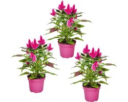 Celosia Deep Purple - Hanekam - Tuinplant - balkon - terras - kamerplant - 3 stuks - potmaat Ø12cm - H38-45 cm
