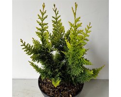Chamaecyparis obt. 'Yellow Teddy Bear' - Schijncipres | 40-50 cm pot