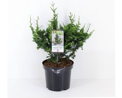 Chamaecyparis pisifera 'Teddy Bear' - Japanse schijncipres - 20-25 cm - Pot 3 Liter