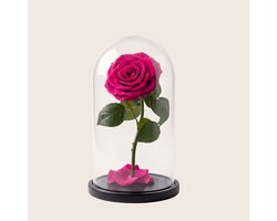 Charle Roses Dome Aurora - Echte houdbare roos onder glazen stolp - 27 cm - Royal Fuchsia felroze - in cadeauverpakking