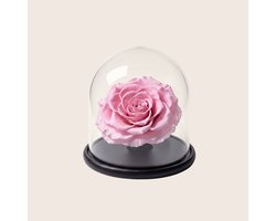 Charle Roses Dome Bonita - Echte houdbare rozenkop onder glazen stolp - 13,5 cm - Powder Pink lichtroze - in cadeauverpakking