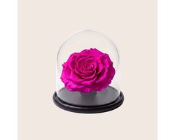 Charle Roses Dome Bonita - Echte houdbare rozenkop onder glazen stolp - 13,5 cm - Royal Fuchsia felroze - in cadeauverpakking