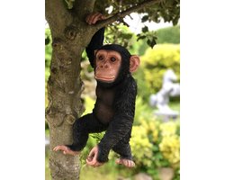 Chimpansee hangend 43 cm hoog - aapje - polyester - polyresin - polystone - hoogkwalitatieve kunststof - decoratiefiguur - interieur - accessoire - voor binnen - cadeau - geschenk - tuinfiguur - tuinbeeldje - tuindecoratie