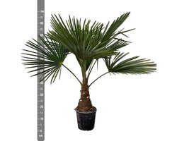 Chinese Waaierpalm - Trachycarpus hoogte 100cm potmaat 21cm