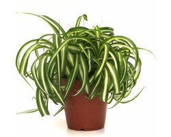 Chlorophytum Comosum Bonnie | Vetplant graslelie