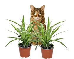 Chlorophytum comosum 'Irish' - Graslelie - Set van 2 - Groene kamerplant - Pot 12cm - Hoogte 25-40cm
