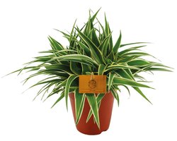 Chlorophytum comosum 'Ocean' | compacte graslelie | 5 cm pot | 10 cm hoog