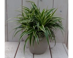 Chlorophytum in taupe pot 25 cm