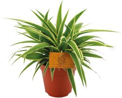 Chlorophytum Ocean -20cm -Ø12 Groene Kamerplant