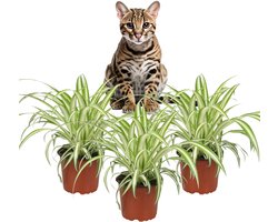 Chlorophytum Variegatum – Graslelie - Set van 3 Kamerplanten – Luchtzuiverende kamerplant – Diervriendelijk – 25–30 cm – Pot 12 cm