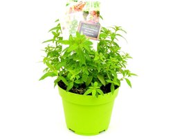 Citroenverbena - Set van 2 planten in groene pot - Aloyia triphylla