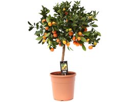 Citrus Calamondin - Hoogte 70cm - Pot 21cm