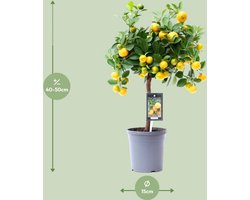 Citrus Calamondin - Ø15cm - 45cm