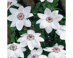 Clematis Mix - Klimplanten Set - Tuin Verfraaien - Meerjarig en Winterhard - 4 x 15 liter pot - Multicolor