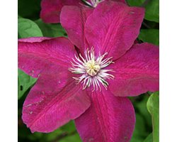 Clematis 'Rouge Cardinal' - Bosrank - 50-60 cm in pot: Klimplant met fluweelachtige, donkerrode bloemen in de zomer.