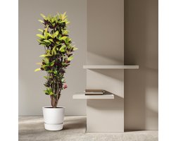 Codiaeum Iceton (Croton Iceton) - 190 cm - ø45
