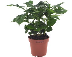 Coffea Arabica | 30cm