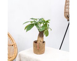 Combi deal 2x Wout S - 30cm