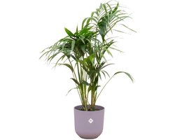 Combi deal - Kentia palm inclusief elho Jazz Round lila Ø26 - 130 cm