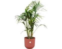 Combi deal - Kentia palm inclusief elho Jazz Round rood Ø26 - 130 cm