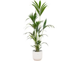 Combi deal - Kentia palm inclusief elho Vibes Fold Round wit Ø30 - 160 cm