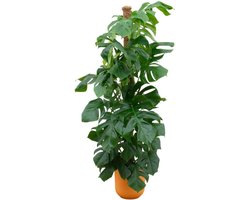 Combi deal - Monstera Pertusum XL inclusief elho Jazz Round geel Ø26 - 150 cm