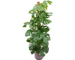 Combi deal - Monstera Pertusum XL inclusief elho Jazz Round lila Ø26 - 150 cm