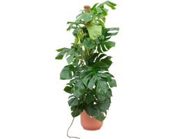 Combi deal - Monstera Pertusum XL inclusief elho Vibes Fold Round wit Ø30 - 150 cm