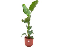 Combi deal - Strelitzia Nicolai inclusief elho Jazz Round wit Ø23 - 130 cm