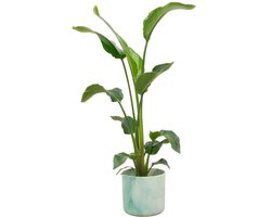 Combi deal - Strelitzia Nicolai inclusief elho Ocean Round atlantisch blauw Ø22 - 100 cm