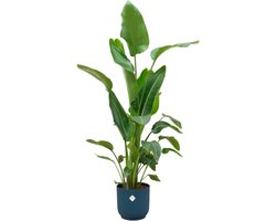Combi deal - Strelitzia Nicolai inclusief elho Vibes Fold Round blauw Ø22 - 100 cm