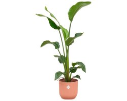 Combi deal - Strelitzia Nicolai inclusief elho Vibes Fold Round roze Ø22 - 100 cm