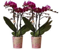 COMBI DEAL van 2 Orchideeën - Paars