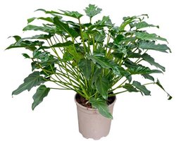 Compacte, bossige kamerplant Philodendron Xanadu - 60 cm