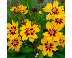 Coreopsis grand. 'Sonnenkind' | 1 stuk | Bijen- en vlinderplant | Bijentuin | 11x11 cm Kwekerspot | Geurend | winterhard | Geel