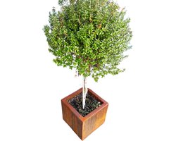 Cortenstaal plantenbak vierkant 50x50x50 cm - cortenstaal bloembak - plantenbak - cortenstaal borderbak - borderbak - staal - 2.00 mm materiaal - uit één geheel