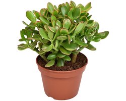 Crassula Argentea Ovata – Jadeplant – Groene Kamerplant – Ø17 cm – ↨35 cm – Onderhoudsvriendelijk – Luchtzuiverend – Geluksplant