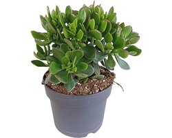 Crassula ovata – Jade plant – Geldboom – Ø12 cm – 15 cm – Makkelijke succulent – Weinig water nodig-Sterke vetplant kamerplant