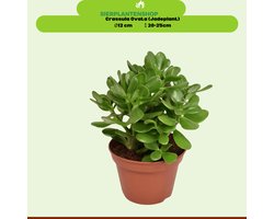 Crassula ovata – Jadeplant Ø12 cm ↨15 cm – Sterke vetplant – Onderhoudsarme luchtzuiverende kamerplant –