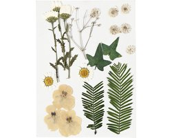 Creativ Company Gedroogde Bloemen en Bladeren 19 stuks Off-White