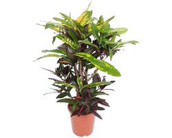 Croton Mango – Exotische Bladplant – Perfect voor Binnen – 110cm
