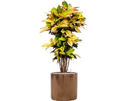Croton Variegatum Mrs. Iceton in Cylinder Ceramic Goud | Wonderstruik