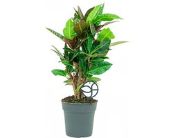 Croton Variegatum Petra | Wonderstruik