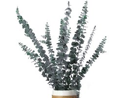 Crrynuo - Geconserveerde eucalyptusbladeren - Set van 10 - Gedroogde Bloemen - 50cm - Groen - Voor Woondecoratie & Bruiloften