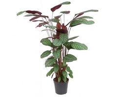 Ctenanthe Oppenheimiana - 90 - 110cm Hoog - Kamerplanten - Luchtzuiverend - Gemakkelijk Onderhouden - Pot 21cm