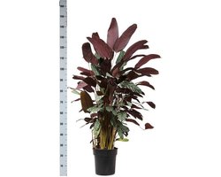 Ctenanthe Oppenheimiana Ø27cm 130cm in Boule TAUPE pot