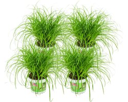 Cyperus - Kattengras - 4 Stuks - Ø 12 cm - Hoogte: 25-30 cm - Kamerplant