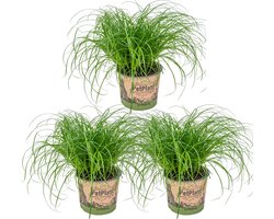 Cyperus 'Zumula' - Kattengras - Set van 3 - Kamerplant - Huisdiervriendelijke plant voor binnen - ⌀12 cm - 20-25 cm