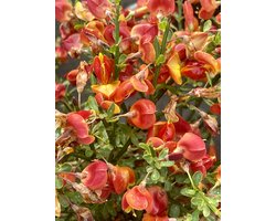 Cytisus 'Lena' - Brem Geitenklaver 40 - 60 cm in pot